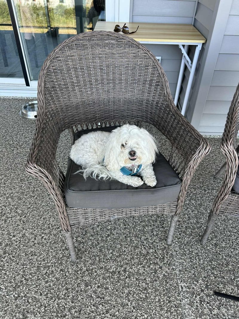 Drop-In Cat or Dog Visit  🍚 💦