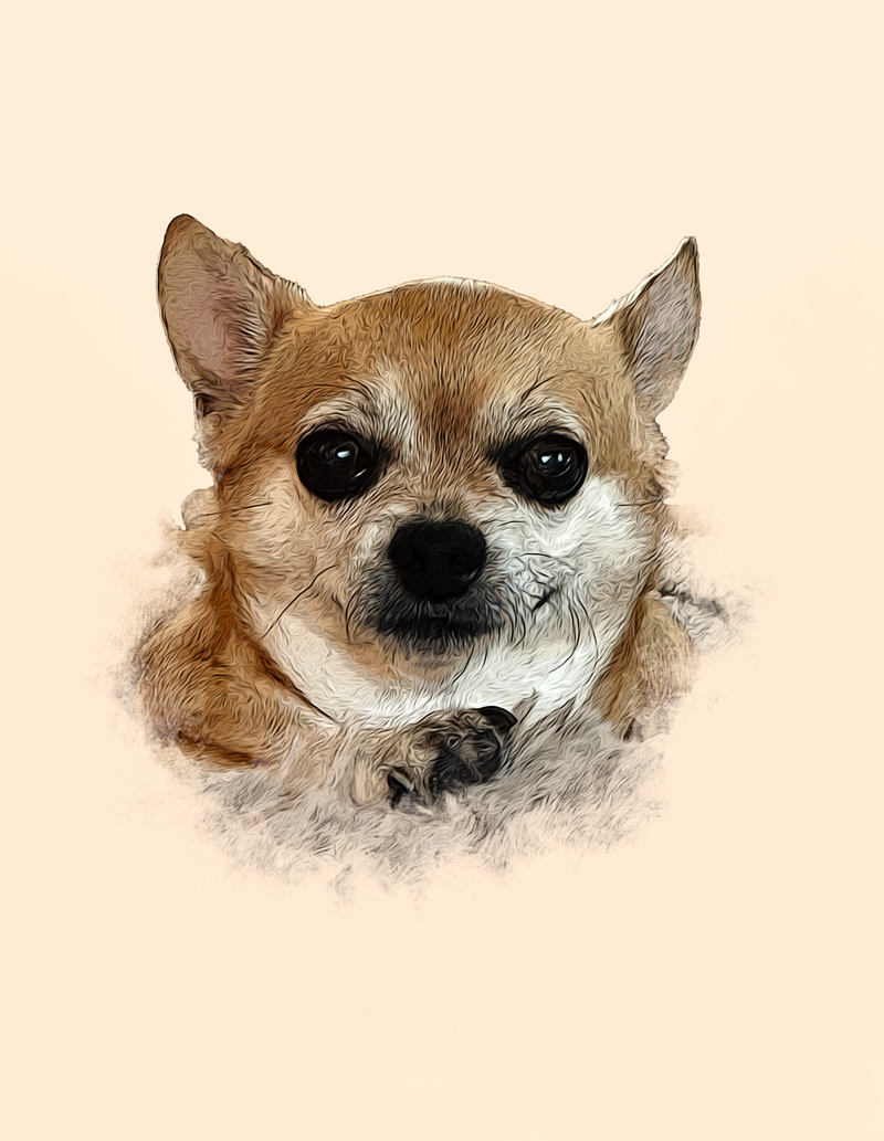 Pet Portrait