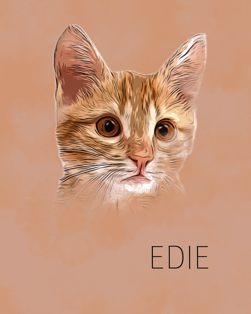 Edie the Cat