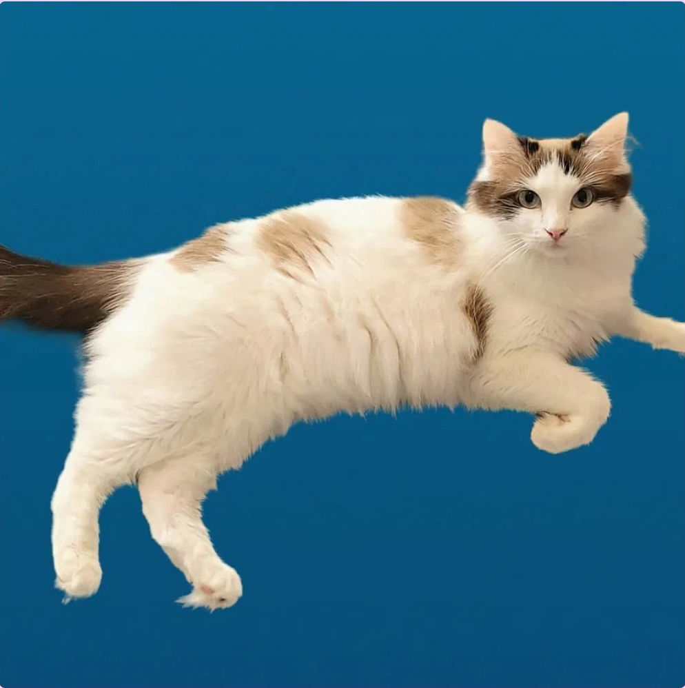 Expecting March 2026