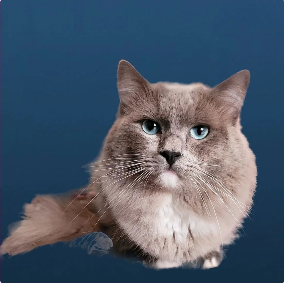 Litter Due March 2026