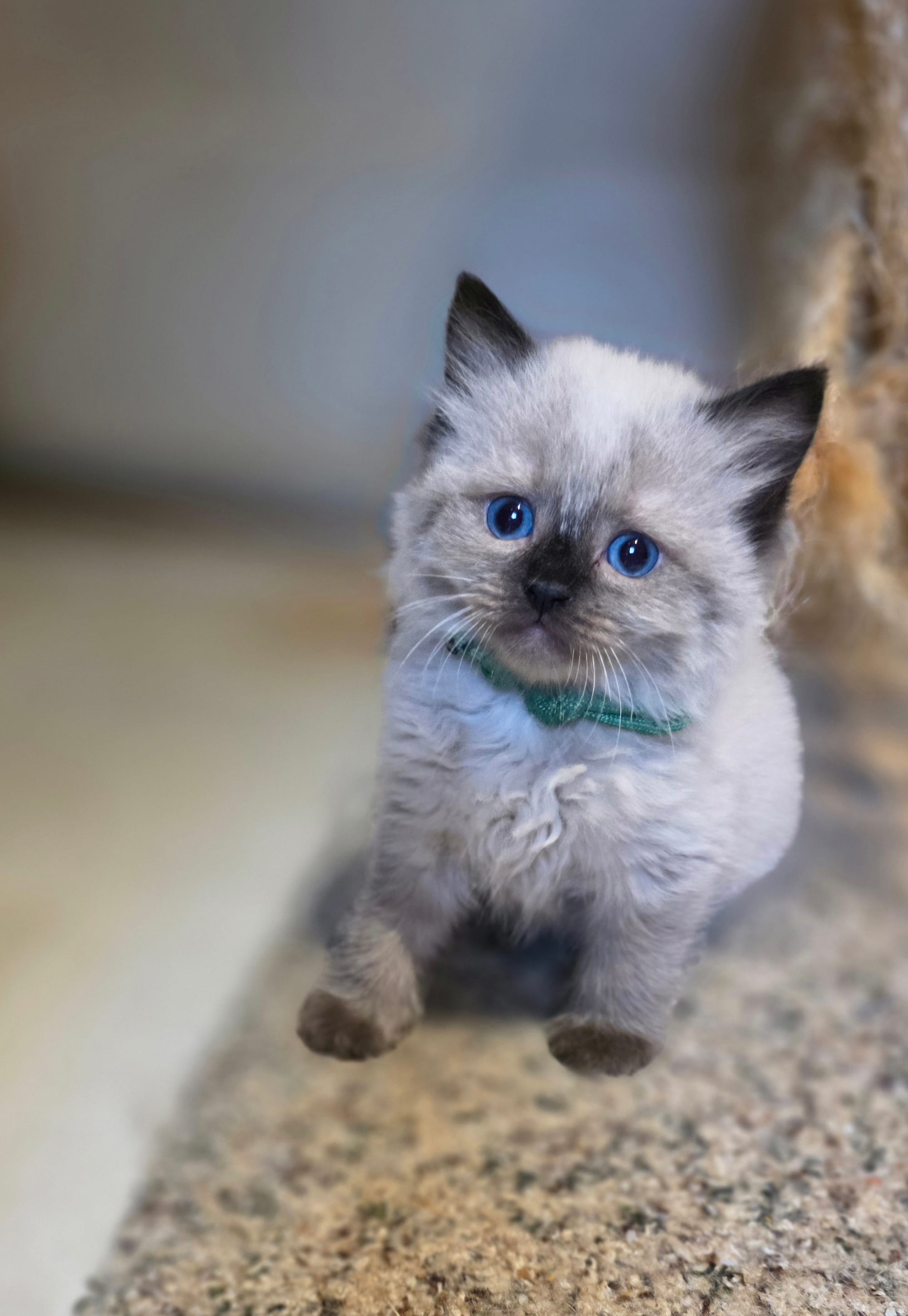 RESERVED Turquoise Collar Cherubim Chocolate Seal Point Mitted