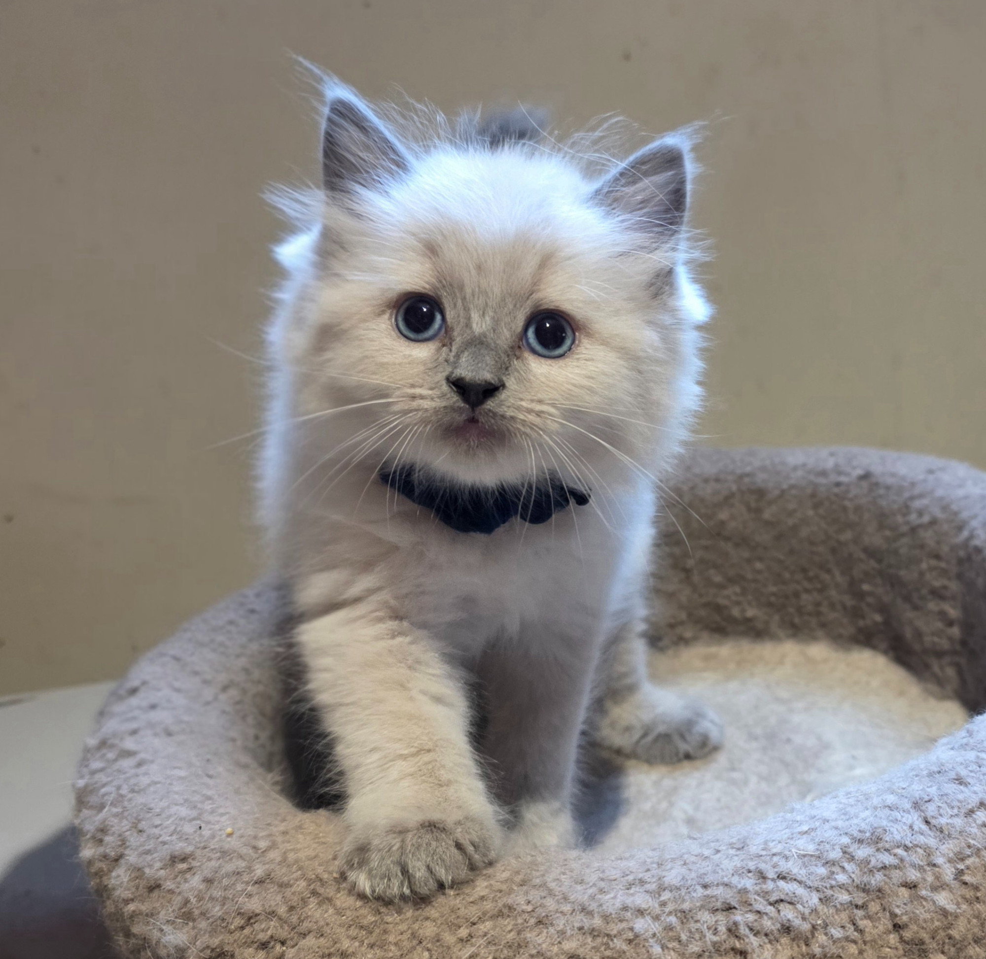 RESERVED Collar Cherubim Bluepoint Boy