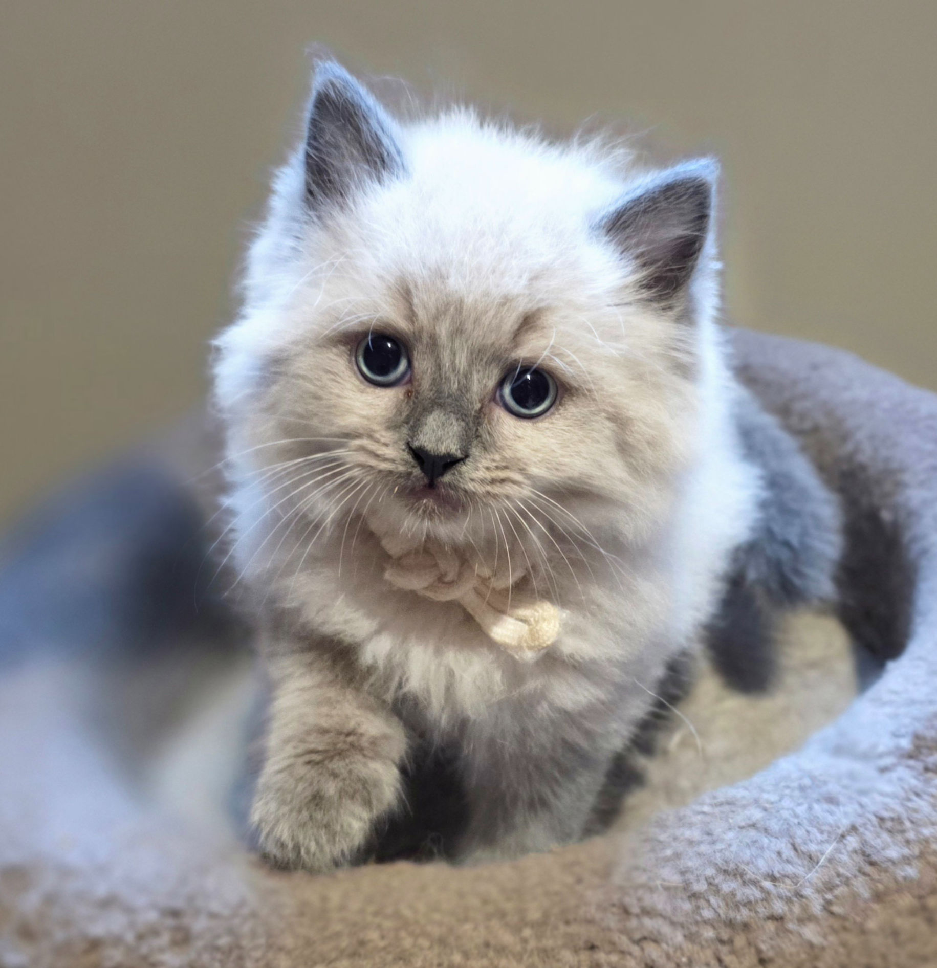 RESERVED White Collar Female Cherubim Lilac Mitted