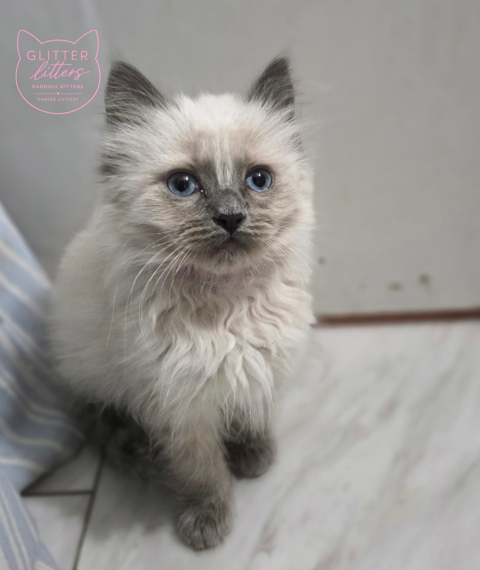Red Collar Bluepoint Mink Ragdoll Girl
