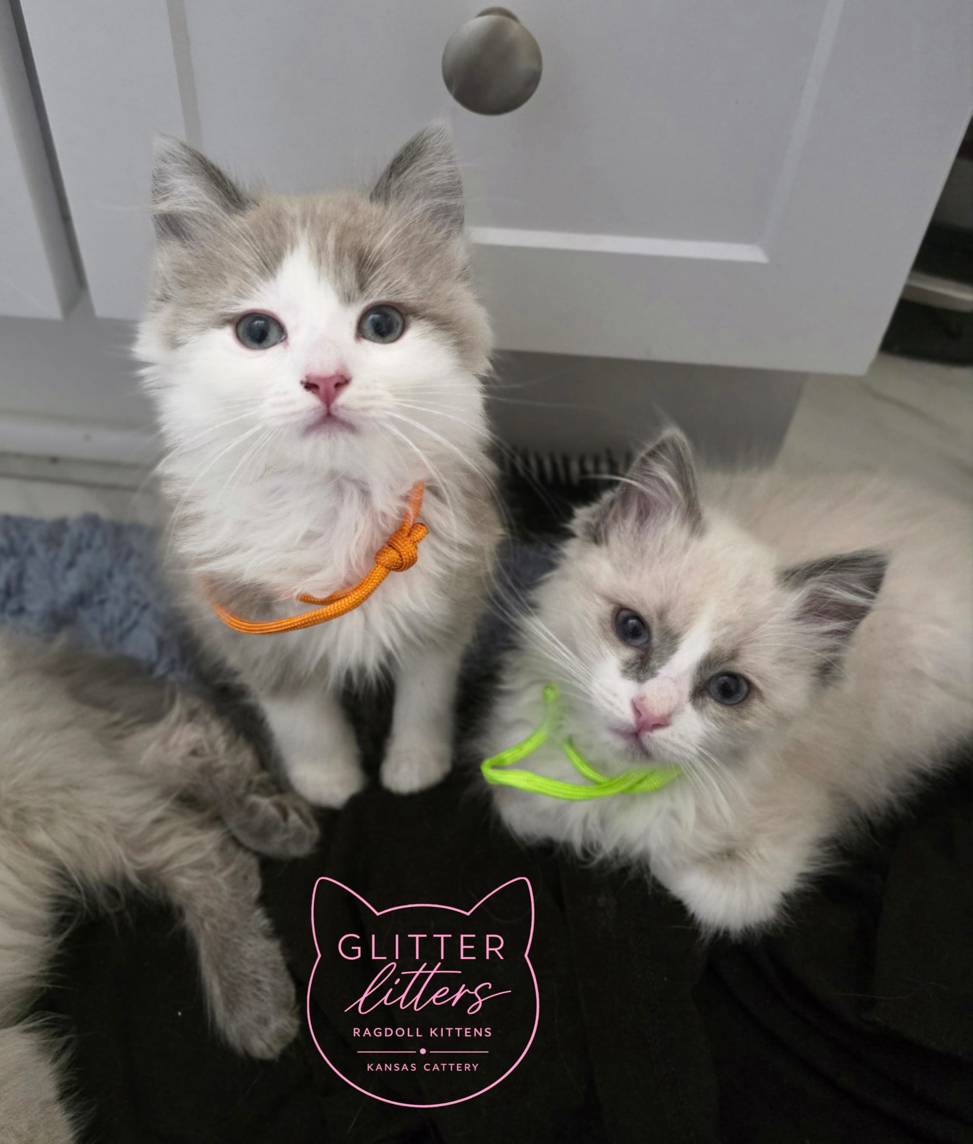 Orange Collar BiColor Bluepoint Ragdoll Boy