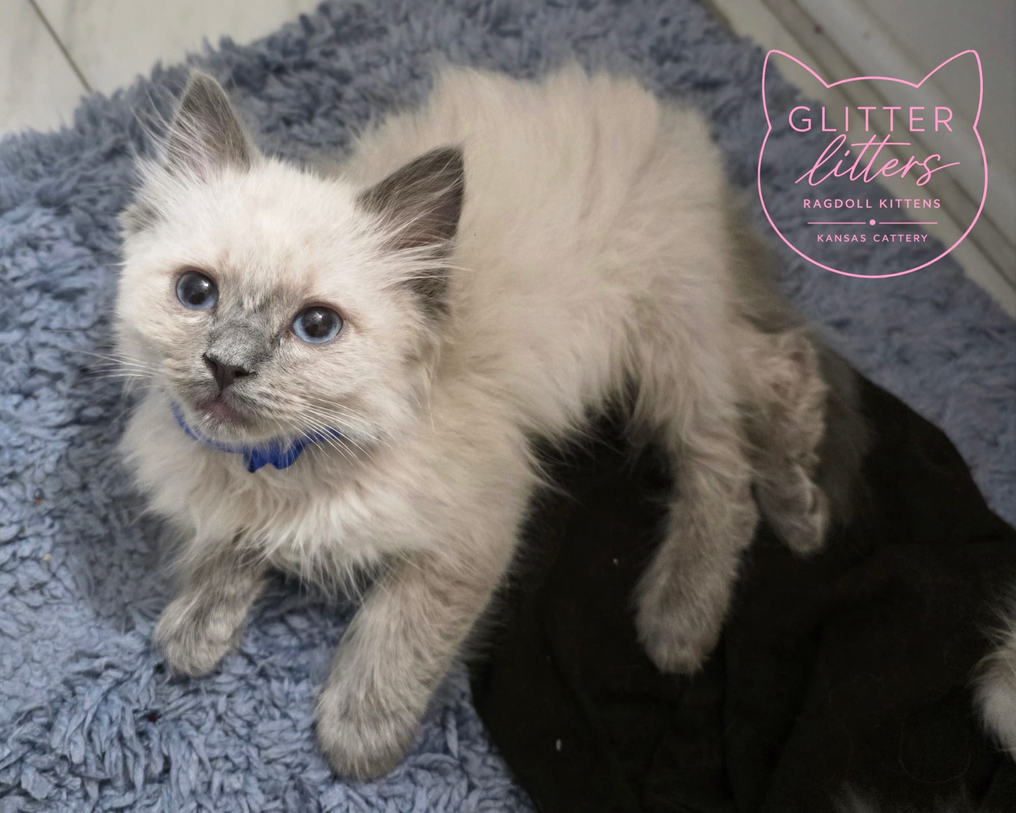 Blue Collar Bluepoint Mink Ragdoll Boy