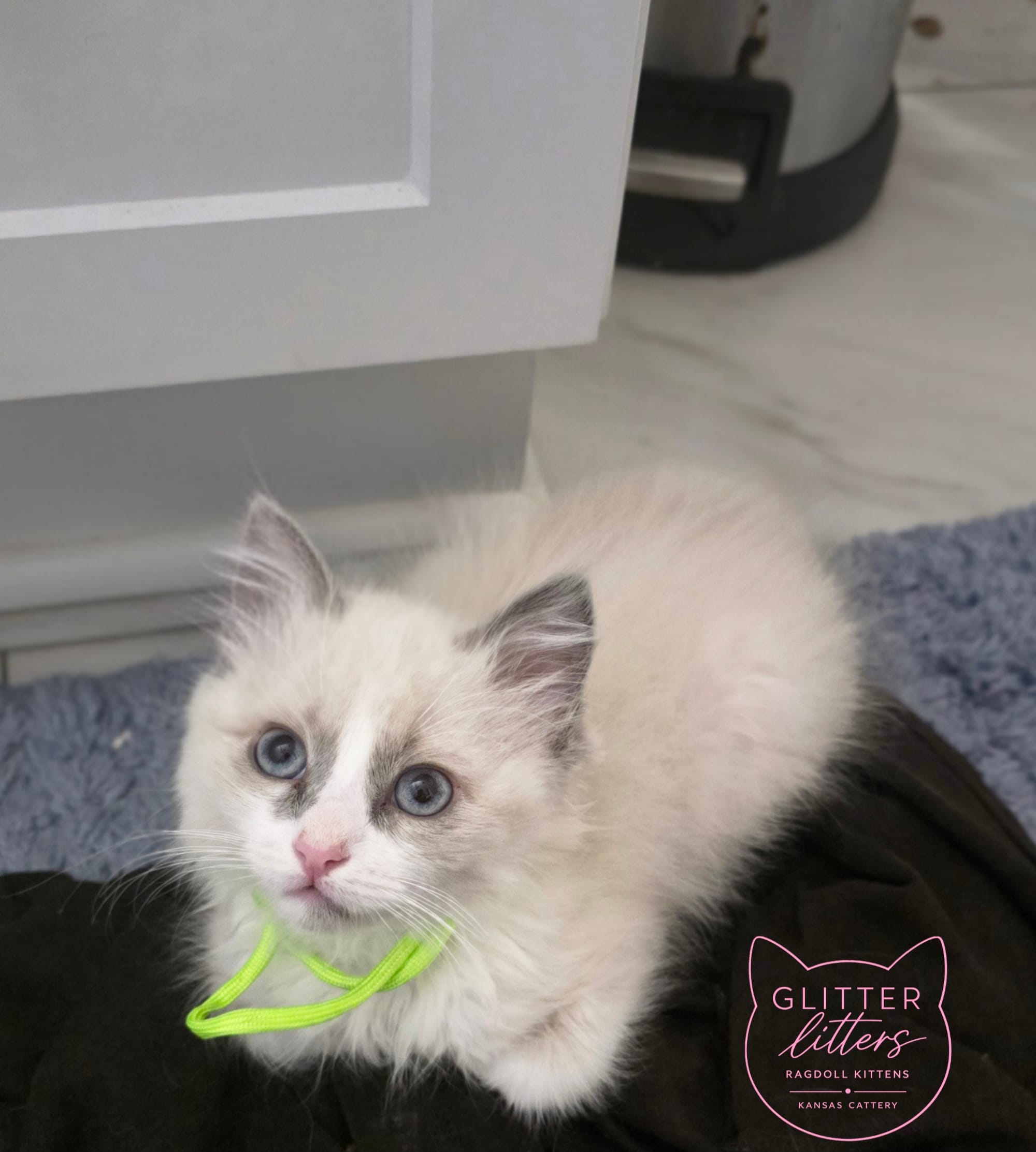 Green Color BiColor Ragdoll Boy