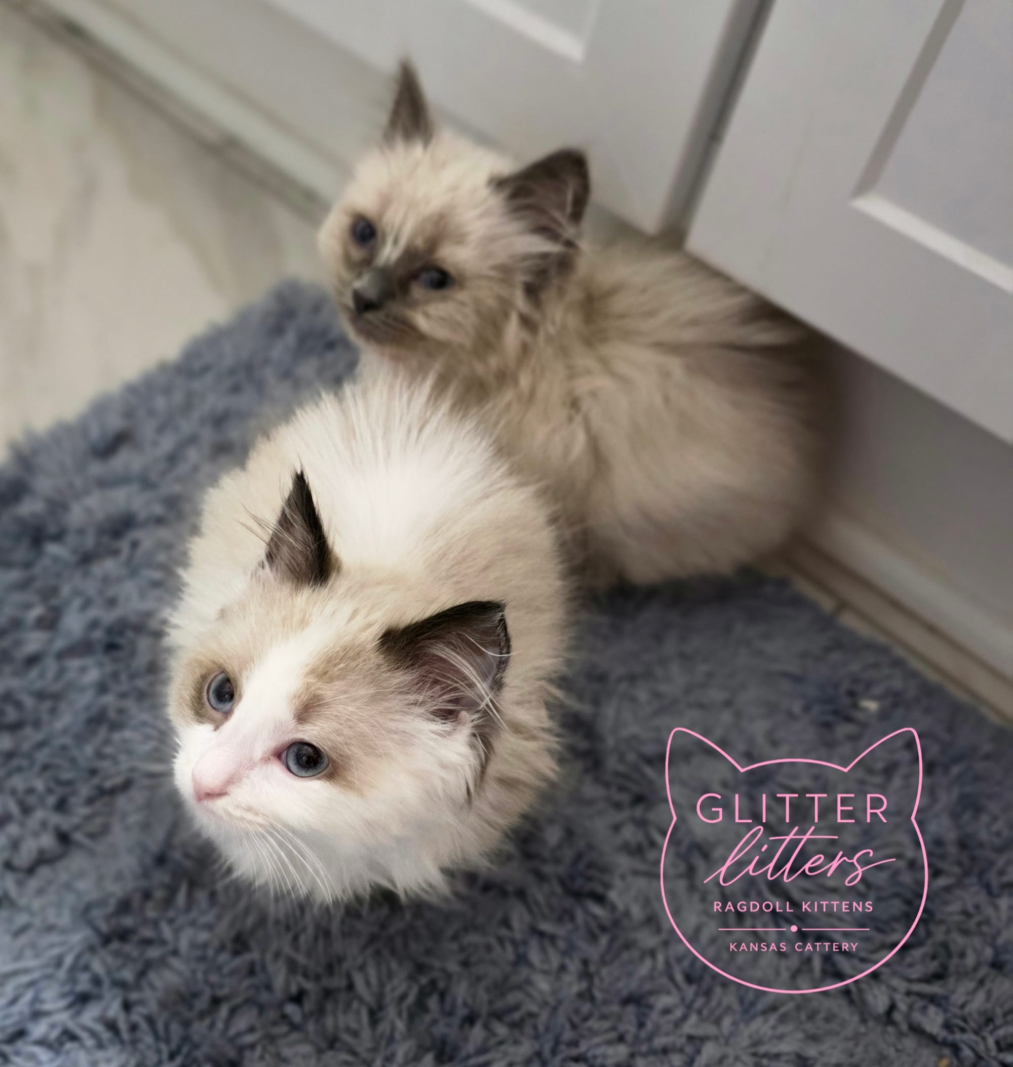RESERVED Collar Traditional BiColor Ragdoll Girl