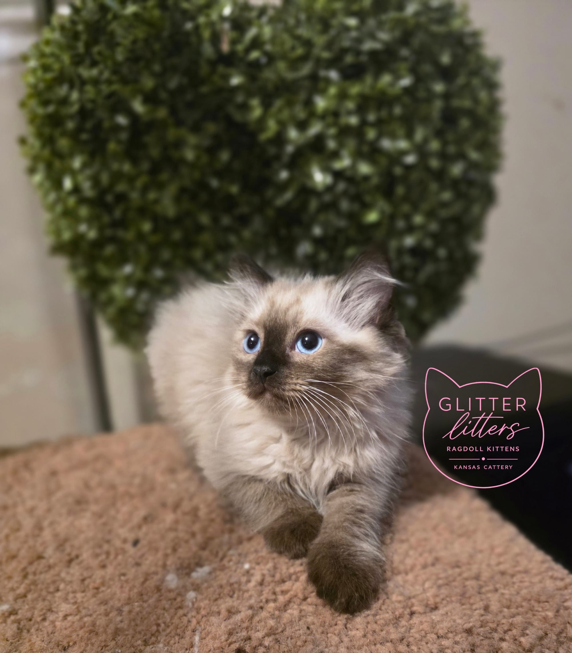 Cherubim Chocolate Seal Point Ragdoll
