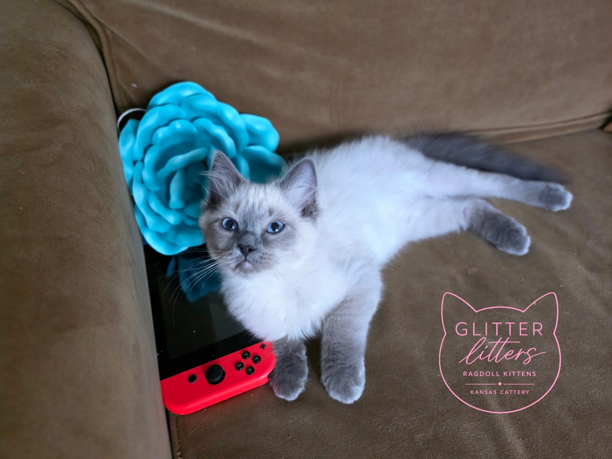 Romeo Bluepoint Mink Ragdoll Boy