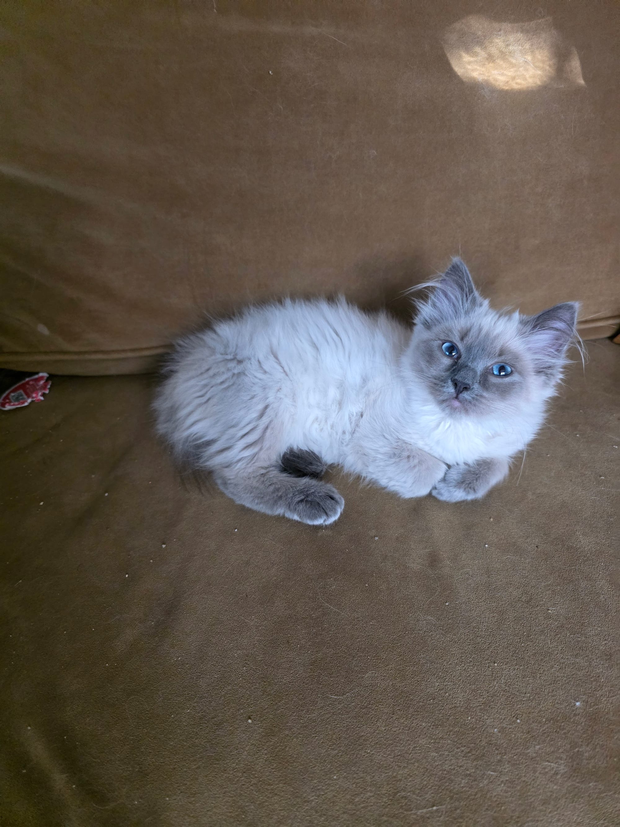 Juliet Bluepoint Mink Ragdoll Girl