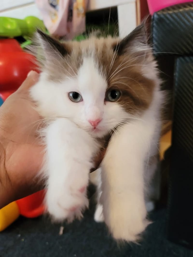 Ragdoll Breeding