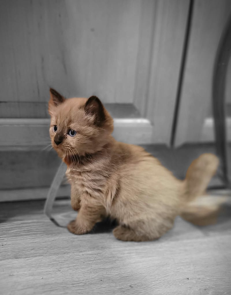 Personalized Ragdoll Adoption Experience