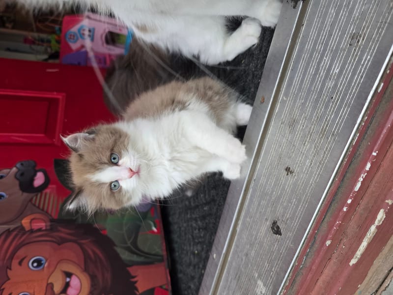 Available Kitten Video thumbnail