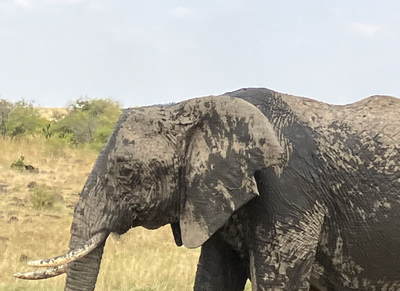 Elephant Endangerment: The Causes