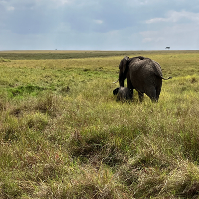 How You Can Help As A Herd Hope Ambassador (you don’t need to be rich, live near elephants, or be an adult!)