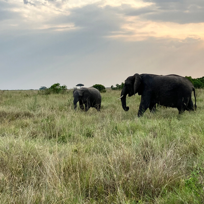 The Human-Elephant Conflict: Walking a Mile with 10,000 lb Shoes