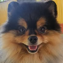 San Antonio Neo Samurai Ostin