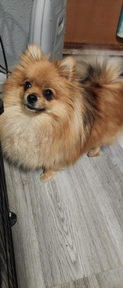 Beauti-Pomi Clementina Rózsika