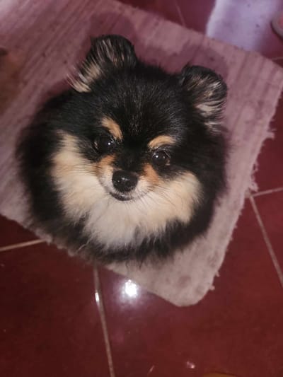 Hun Fridel Pomi Peggy