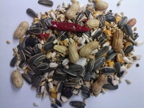 Mixtura loros y cotorras