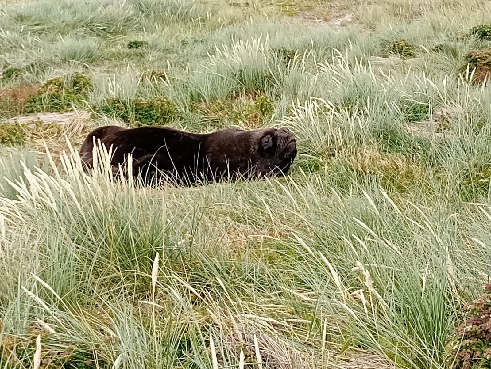 LOBO MARINO JUNTO AL FARO