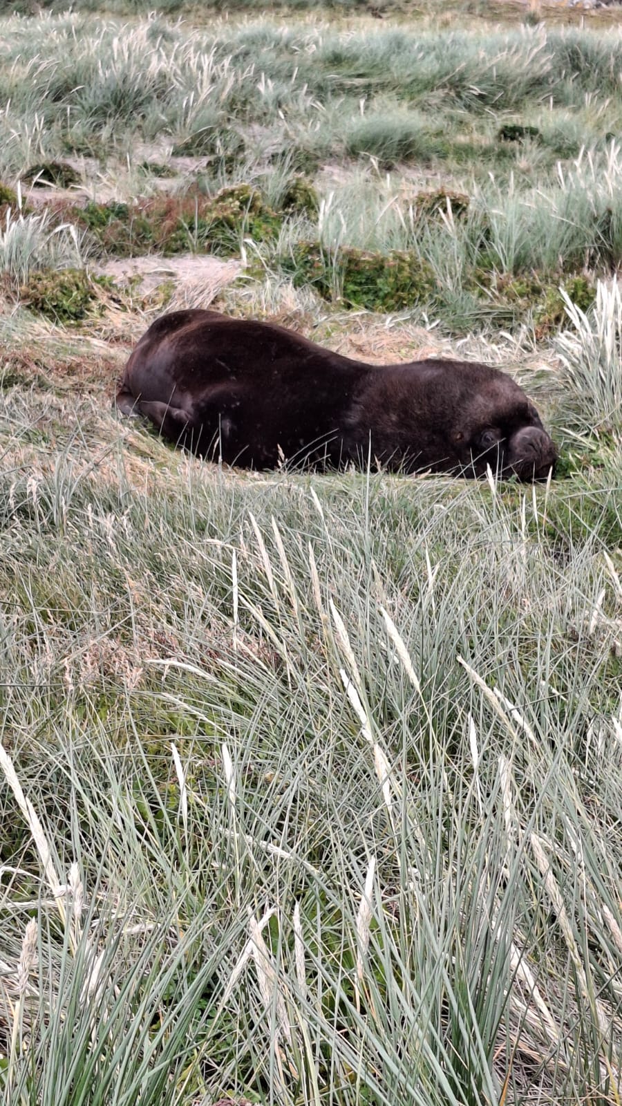 LOBOS MARINOS JUNTO AL FARO