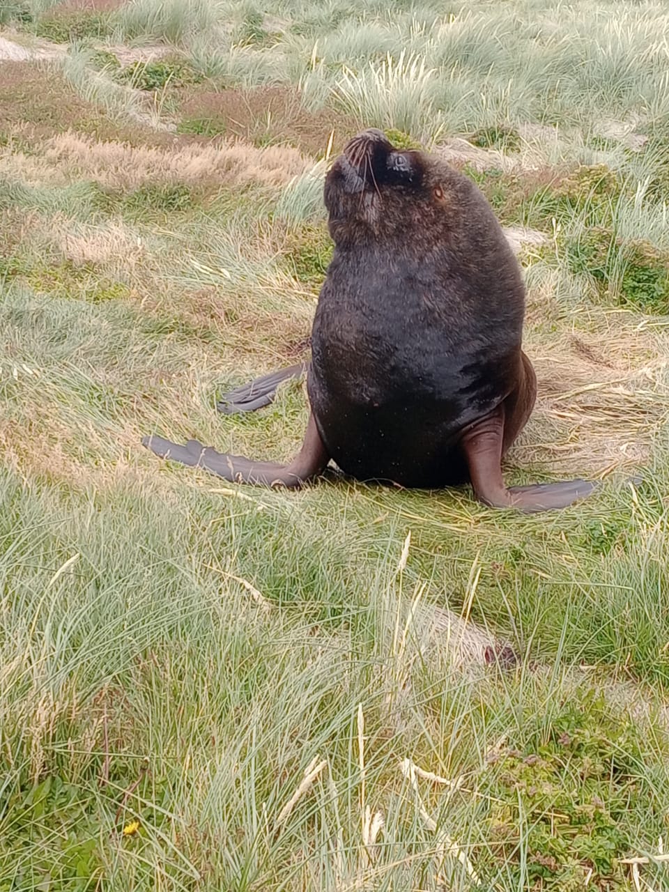 LOBO MARINO JUNTO AL FARO