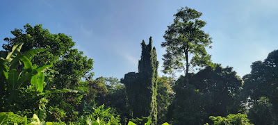 Hidden Avatar Tree Spots in Singapore