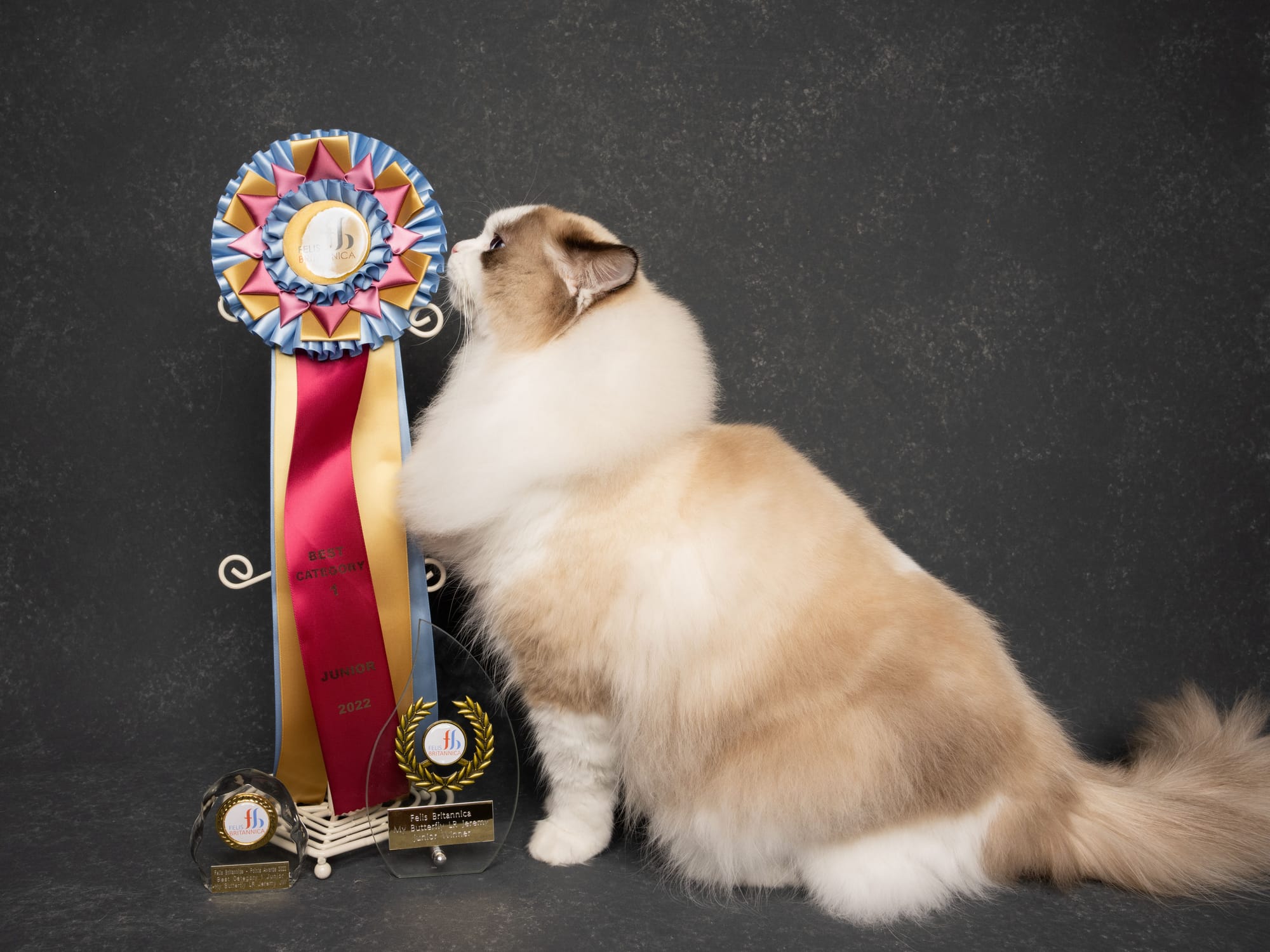 Fife International Champion My Butterfly LR Jerremy ,Junior Winner