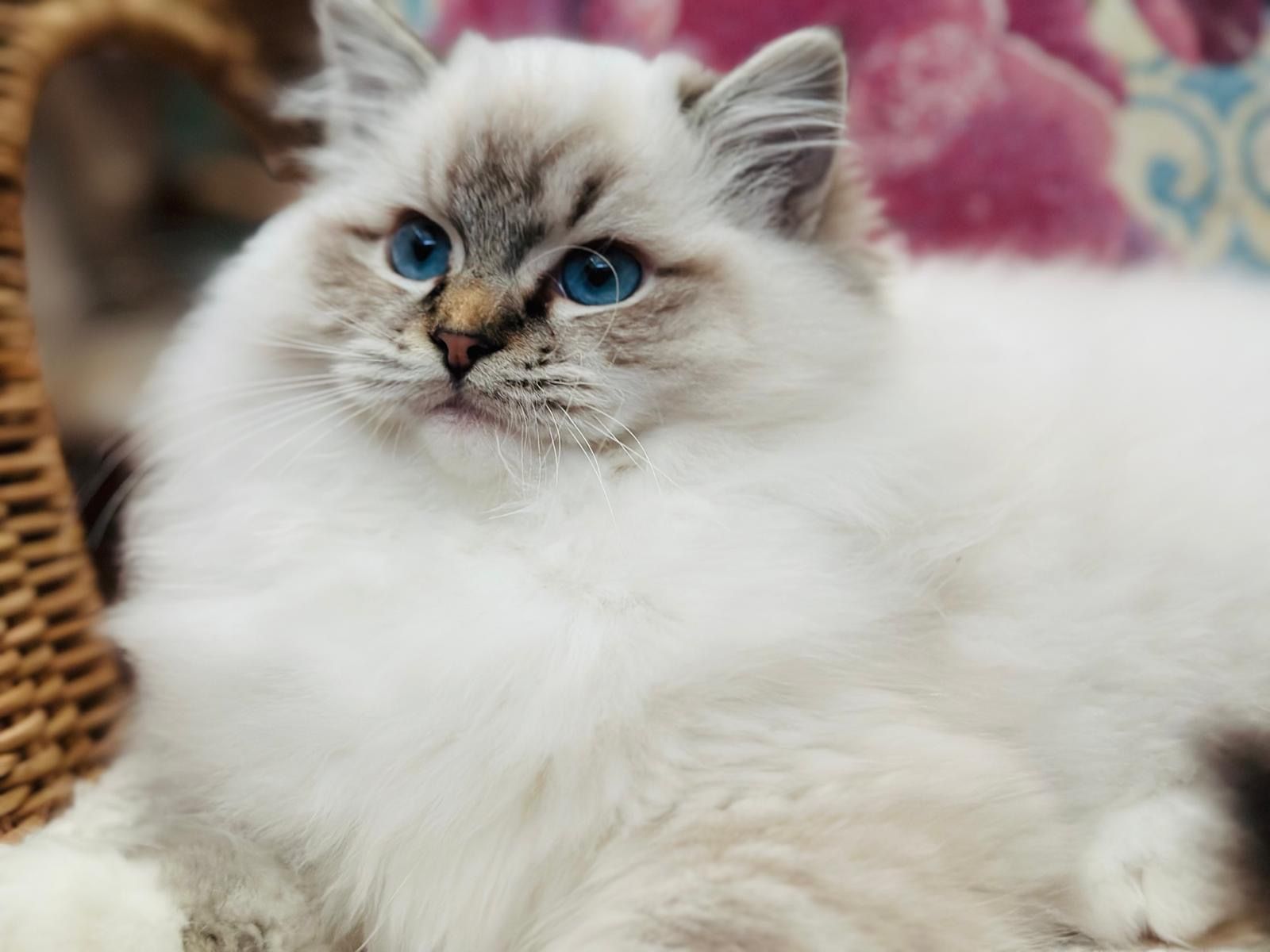 Eulalie Lucky Tigger