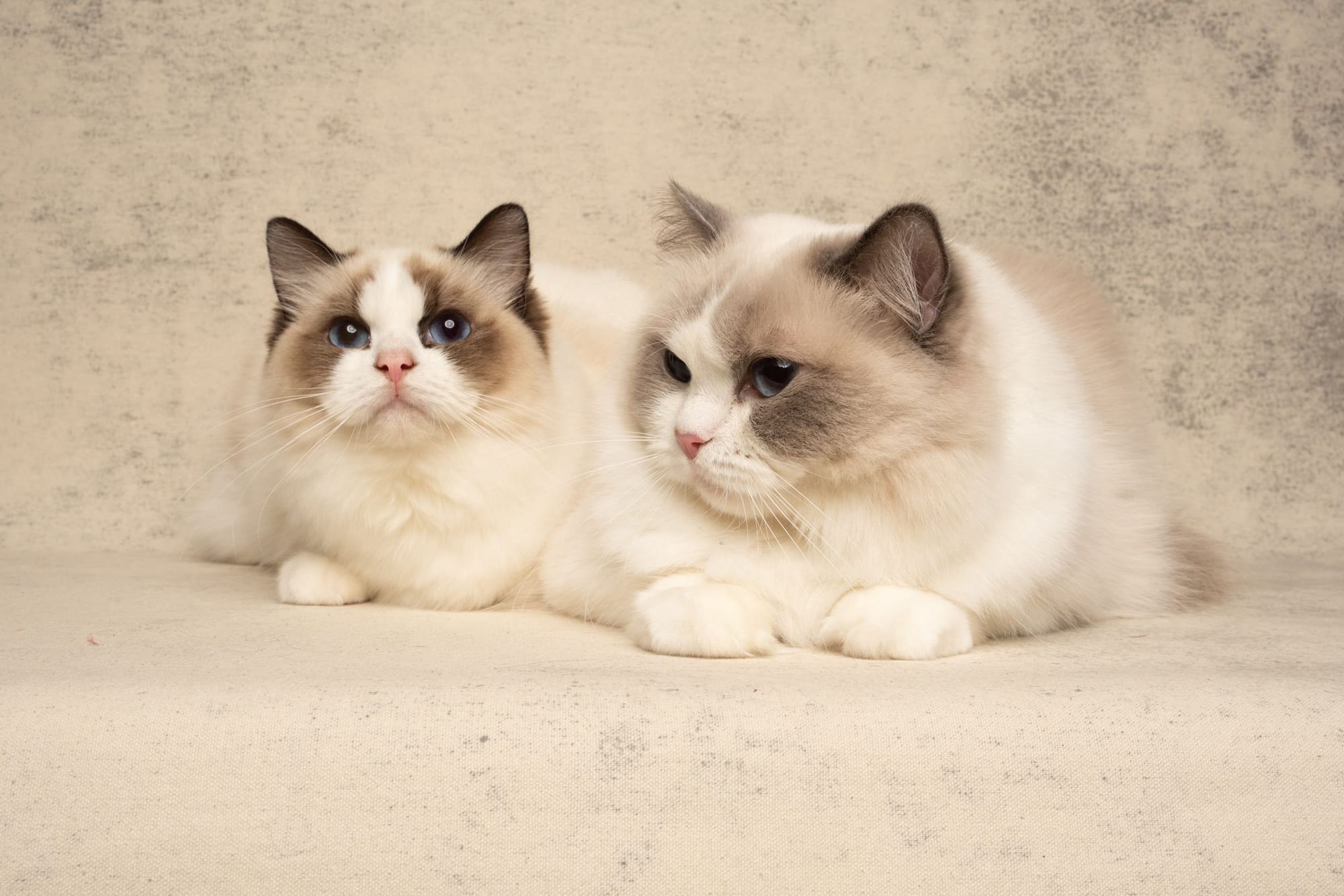 Fife Supreme Champion *PL My Butterfly Fabiola, DSM and Tica Champion , Fife Junior Champion Ora You Are The One of Fabi Design *GB