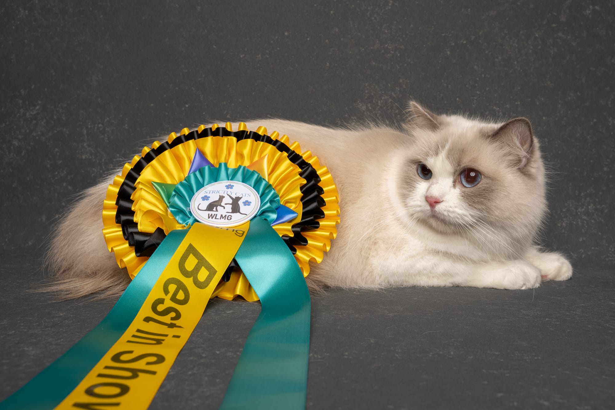 Fife Supreme Champion *PL My Butterfly Fabiola, DSM