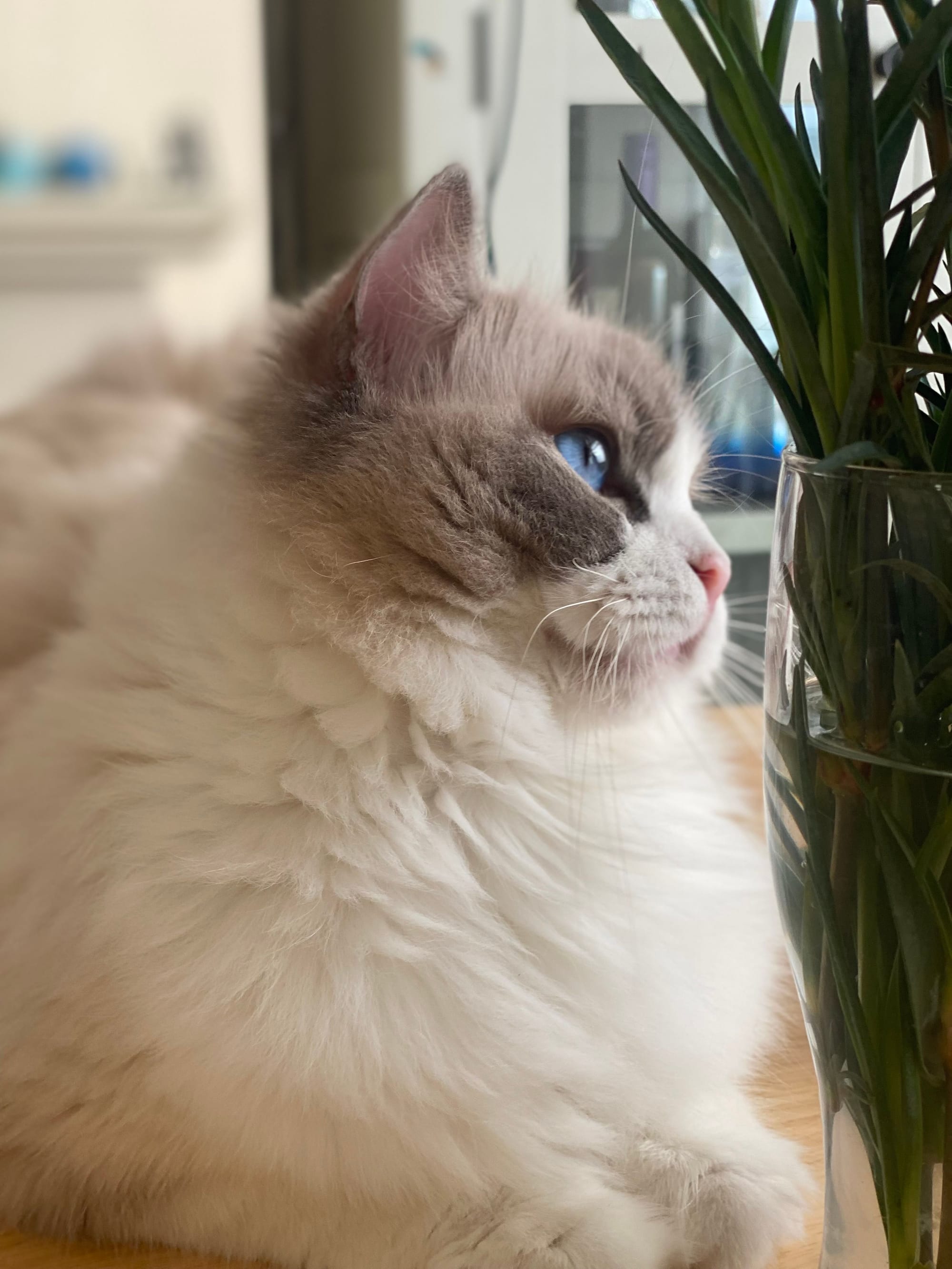 Fife Inter Champion PL My Butterfly SB Cassidy, Junior Winner