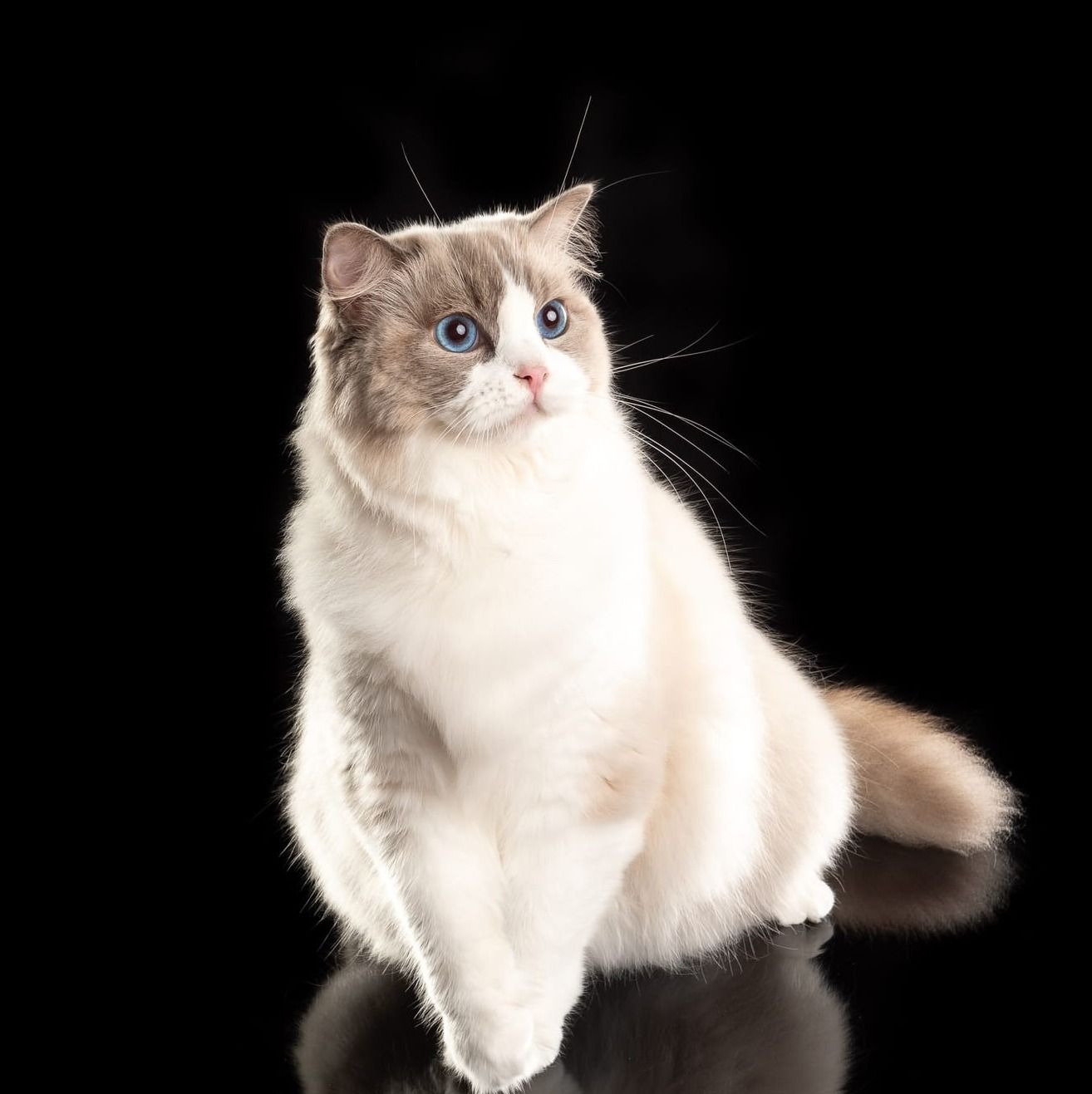 Fife Inter Champion PL My Butterfly SB Cassidy, Junior Winner