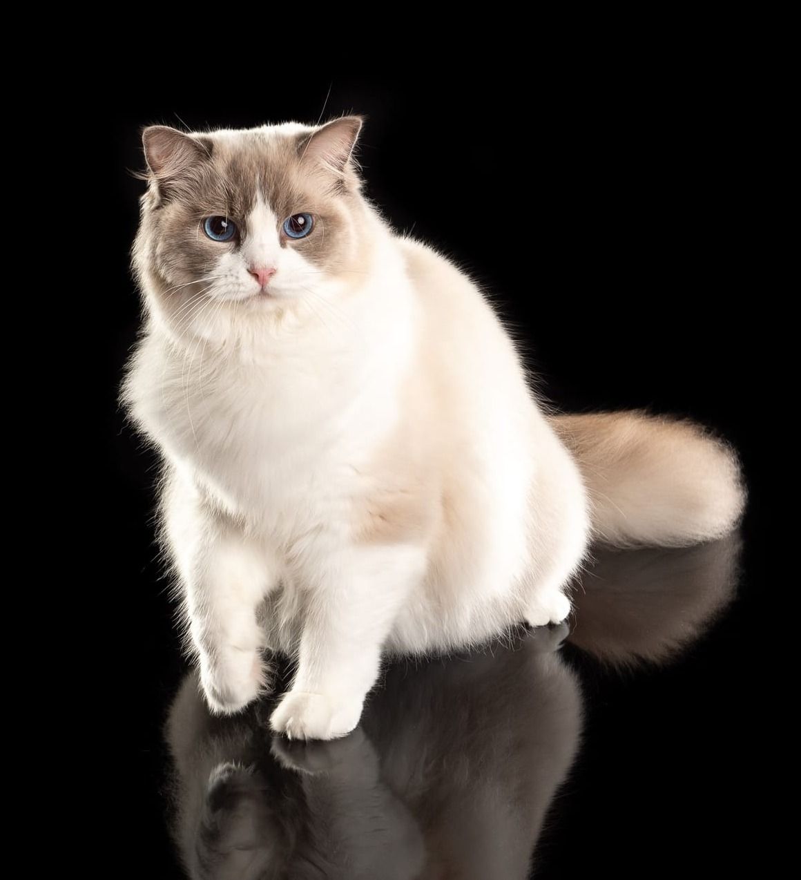 Fife Inter Champion PL My Butterfly SB Cassidy, Junior Winner