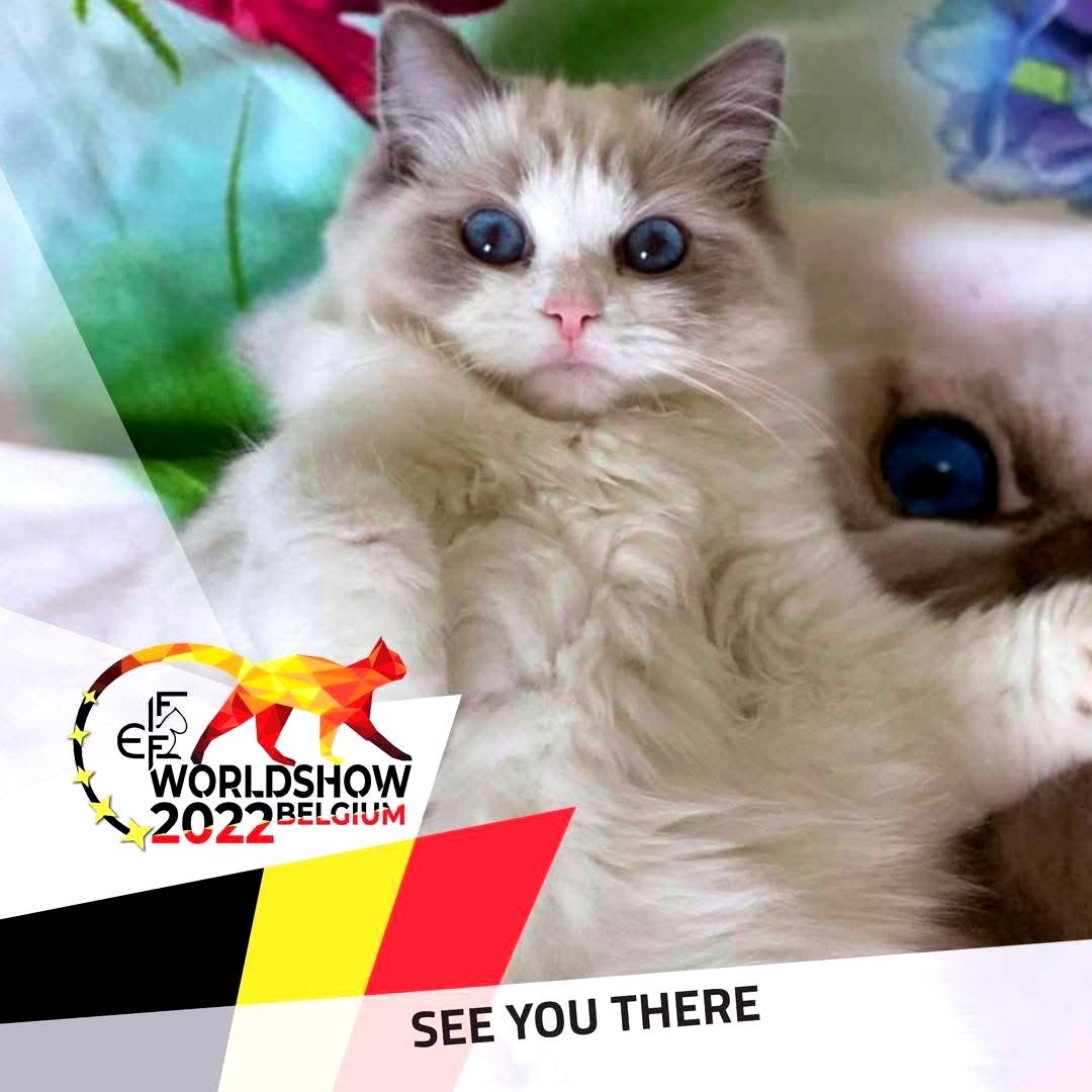 Fife Supreme Champion *PL My Butterfly Fabiola, DSM