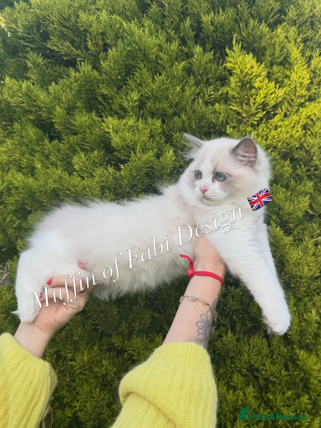Muffin of Fabi Design Gb