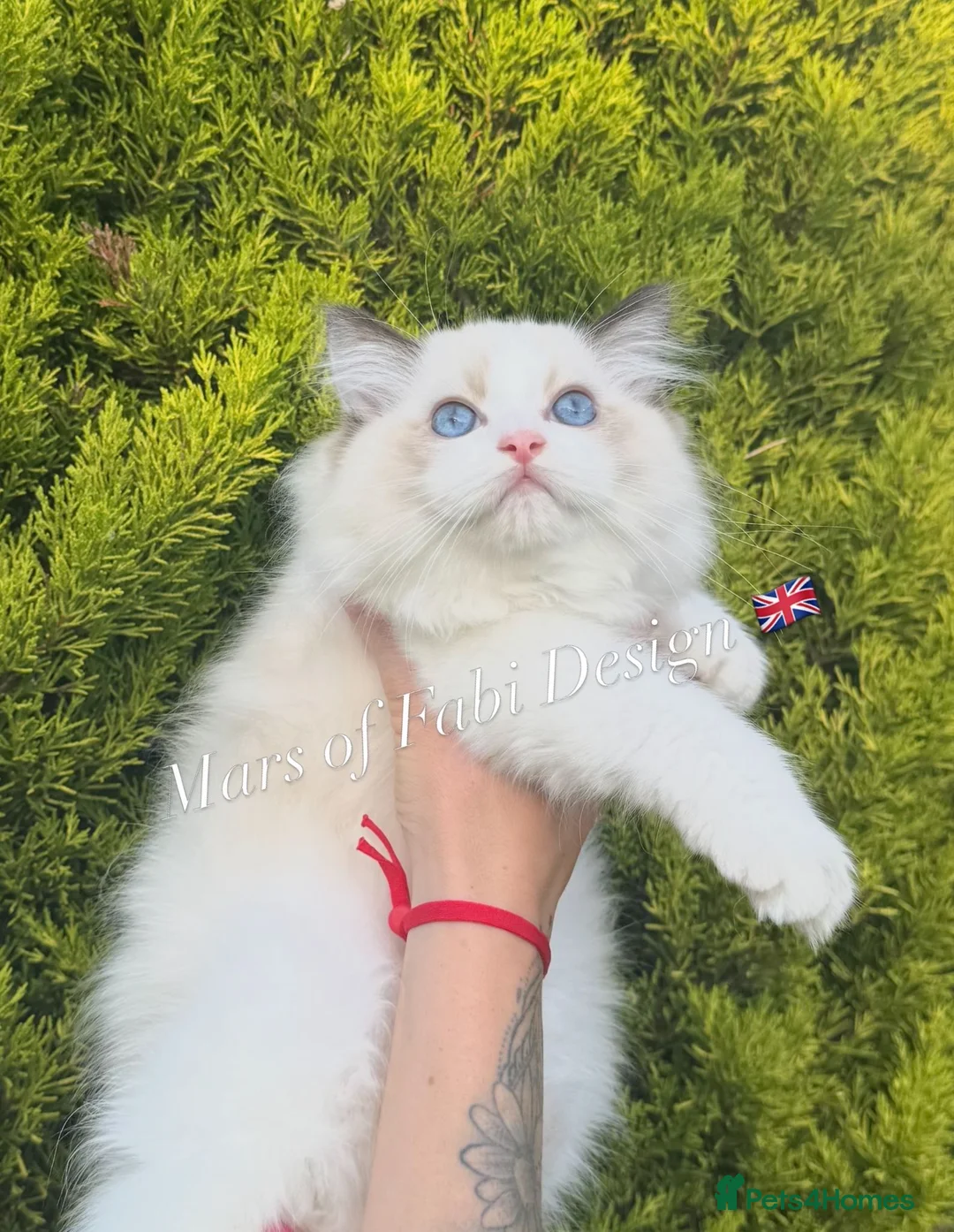 Muffin of Fabi Design Gb