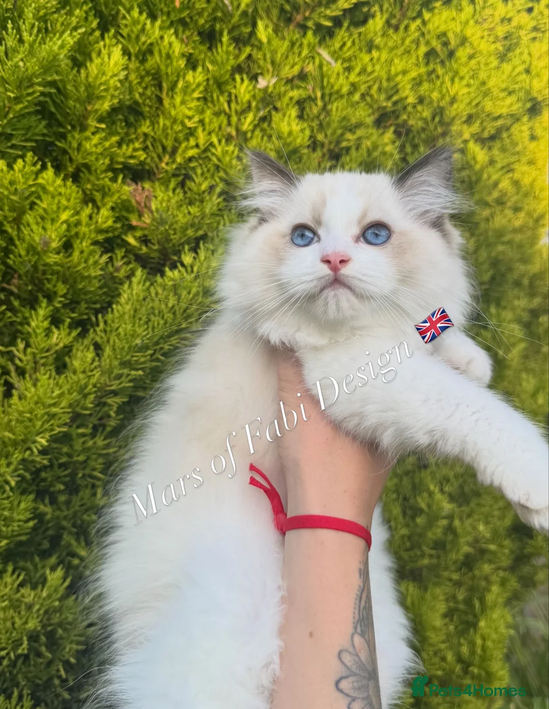 Mars Of Fabi Desig Gb