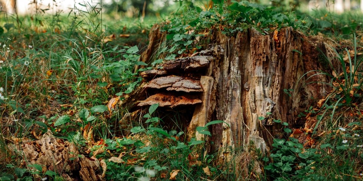 Ant infestation forming around a decaying tree stump near home foundation