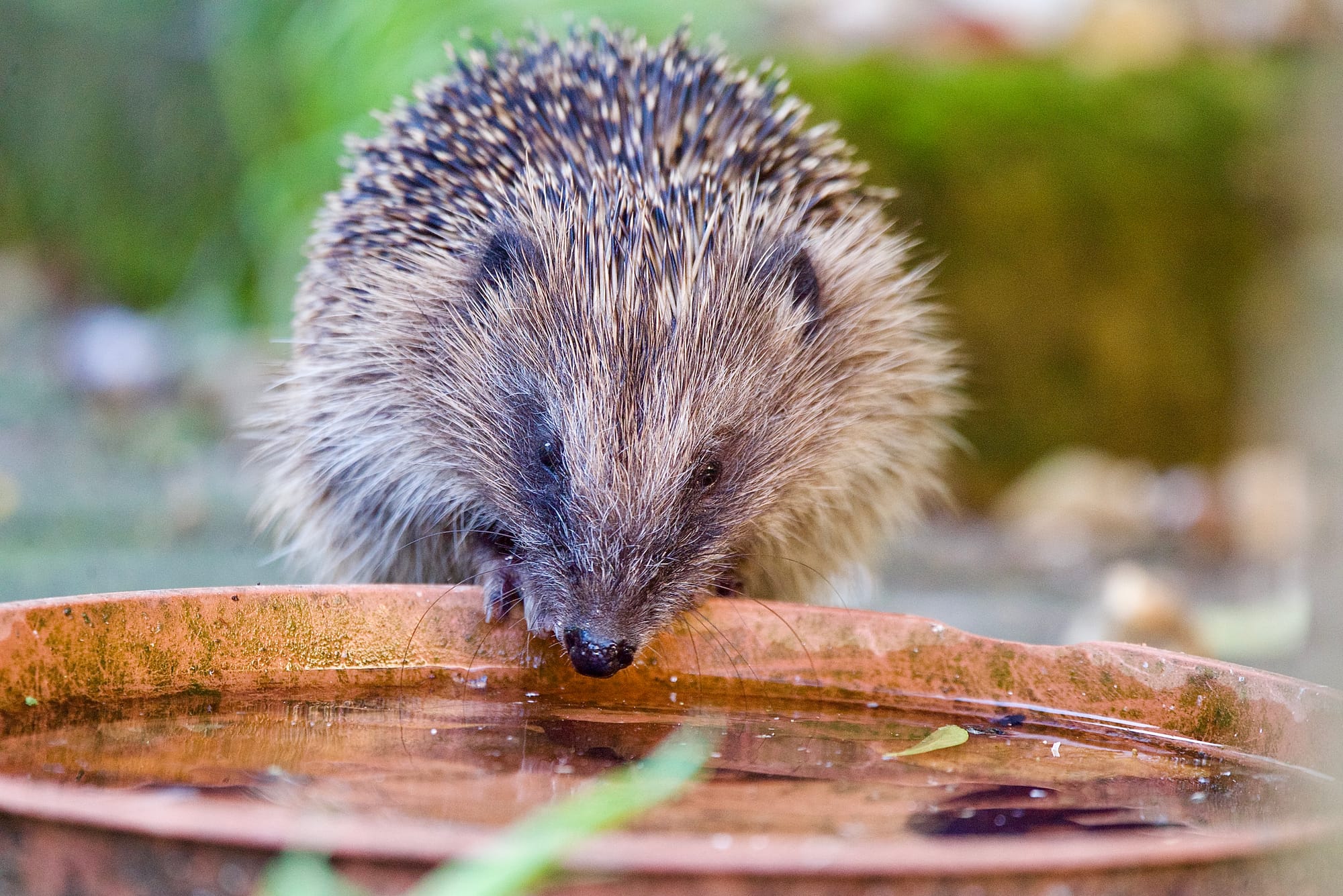 Wie kann ich Igeln allgemein helfen?
