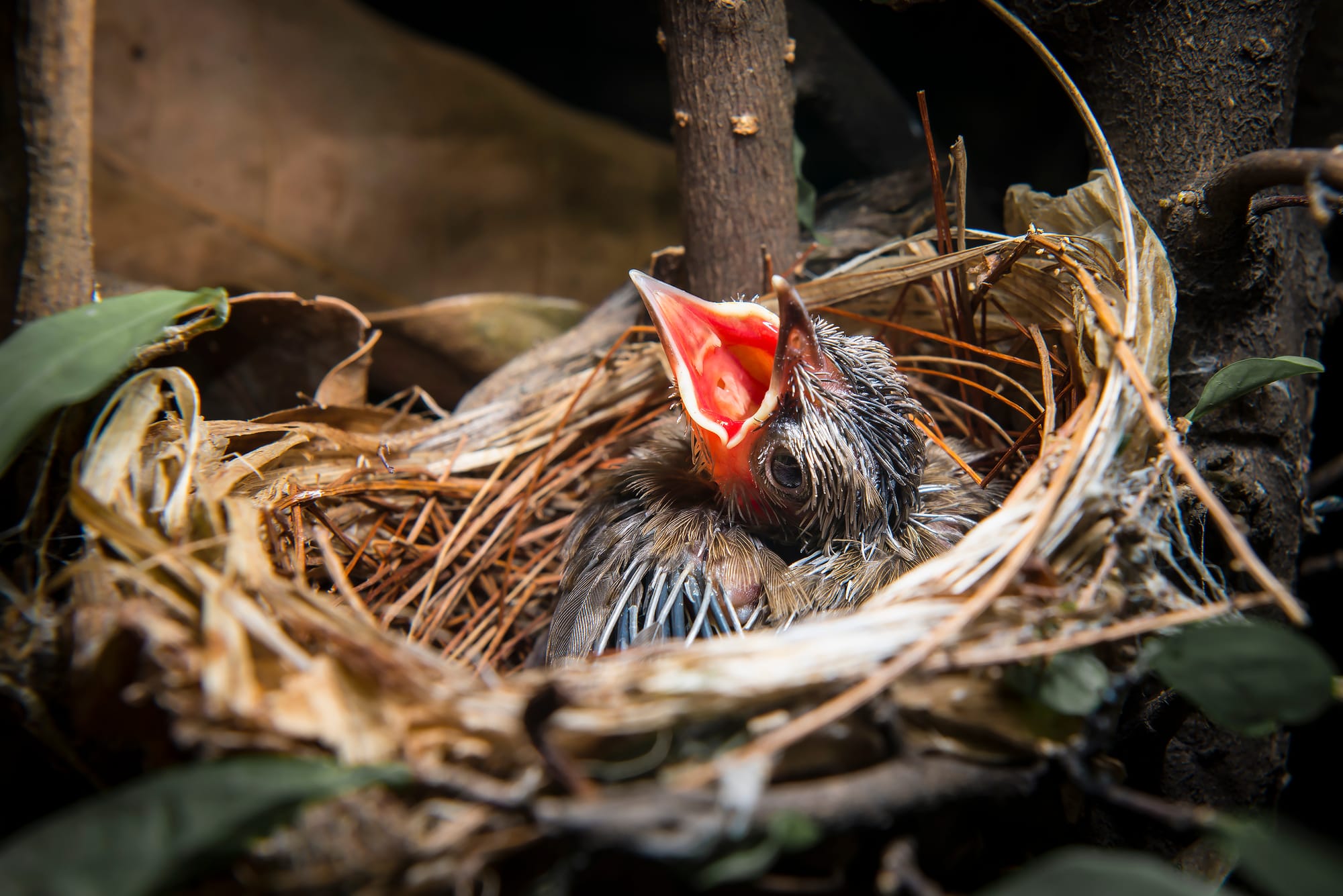 Was ist ein Nestling?