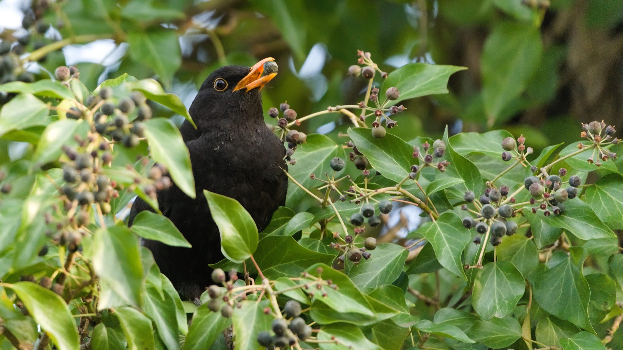 Wie sichere ich einen ausgewachsenen verletzten/kranken Vogel?