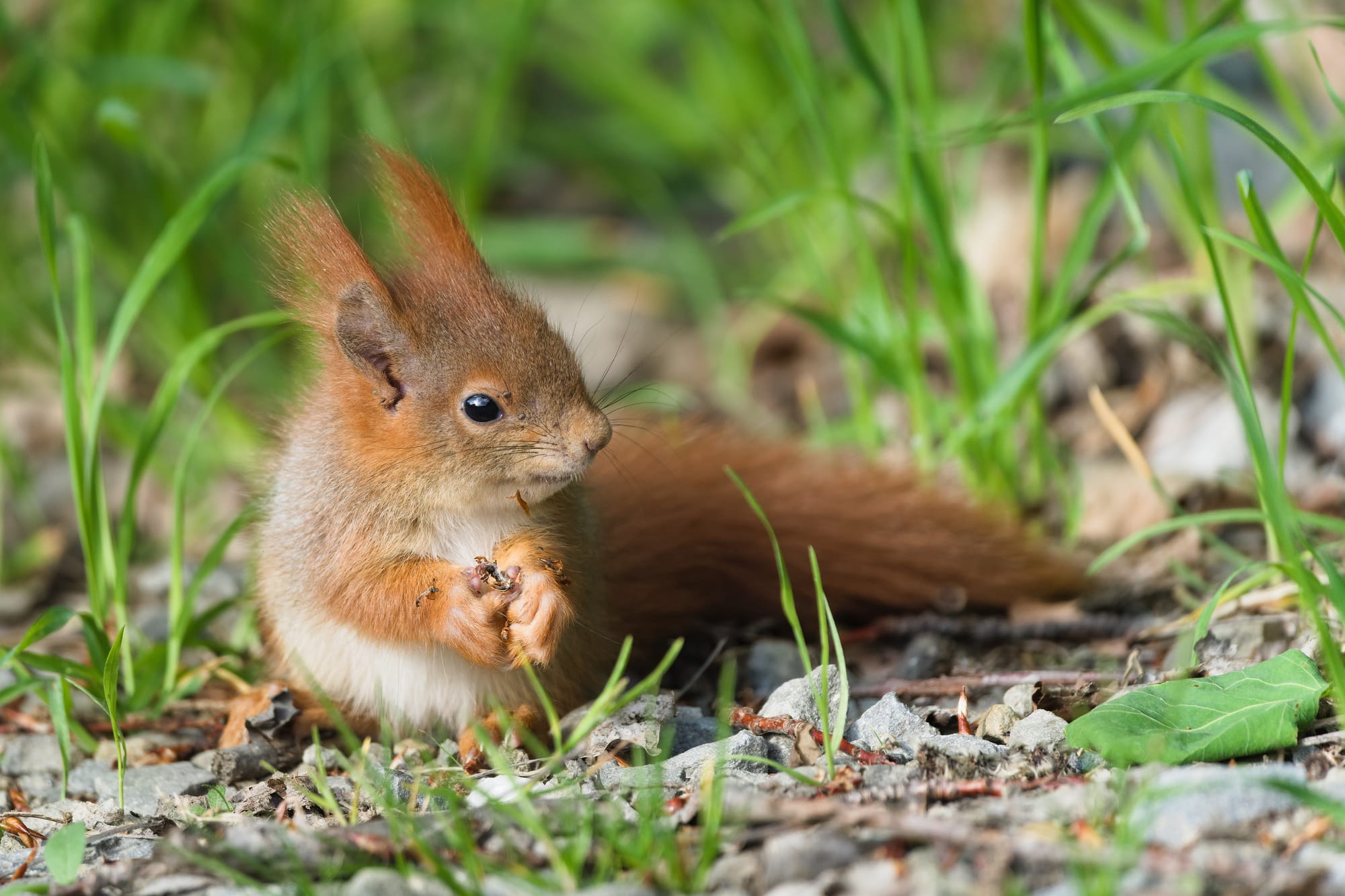 Eichhörnchen paaren sich im Winter!