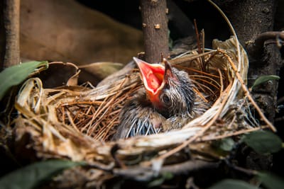 Was ist ein Nestling?