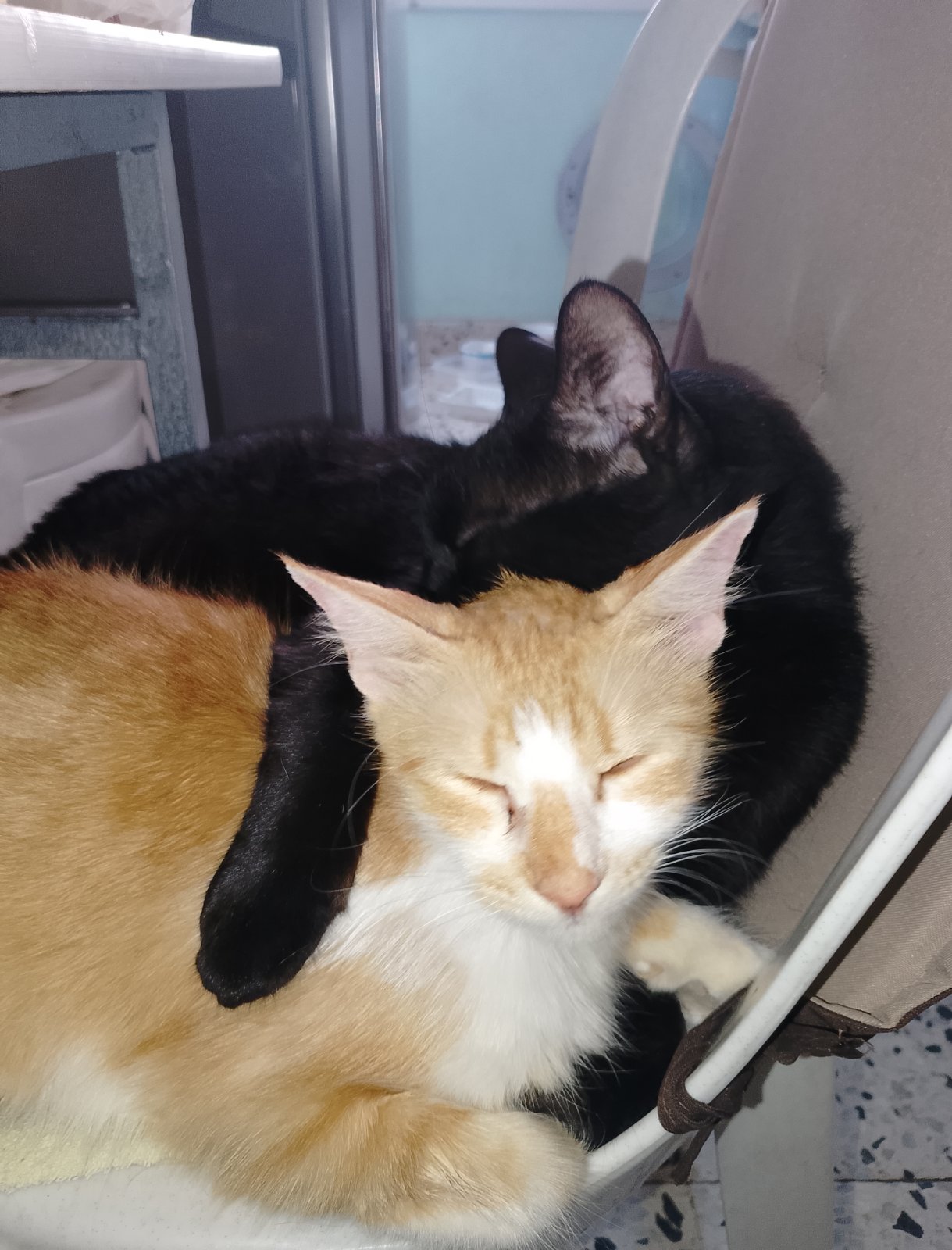 Tyson and Chrisa
