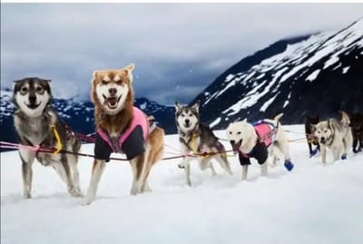 Ανθρωπος, Σκυλιά και Έλκηθρο