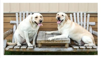 Υπολογισμός της Ηλικίας ενός Σκύλου.